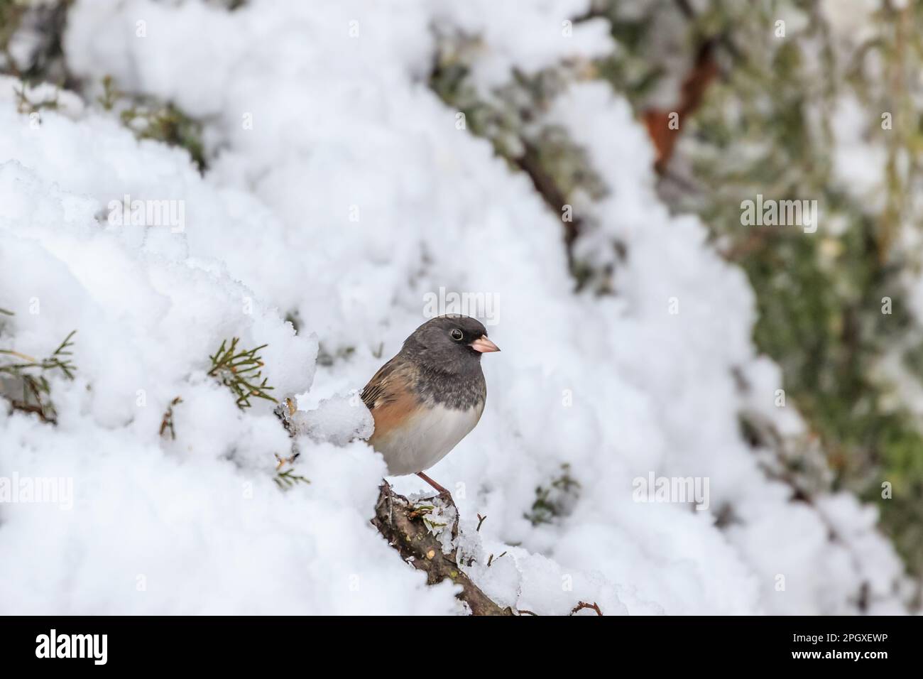 Dunkeläugige Junco - weibliche/unreife Oregon-Unterart - (Junco hyemalis mearnsi) in einem verschneiten Baum Stockfoto