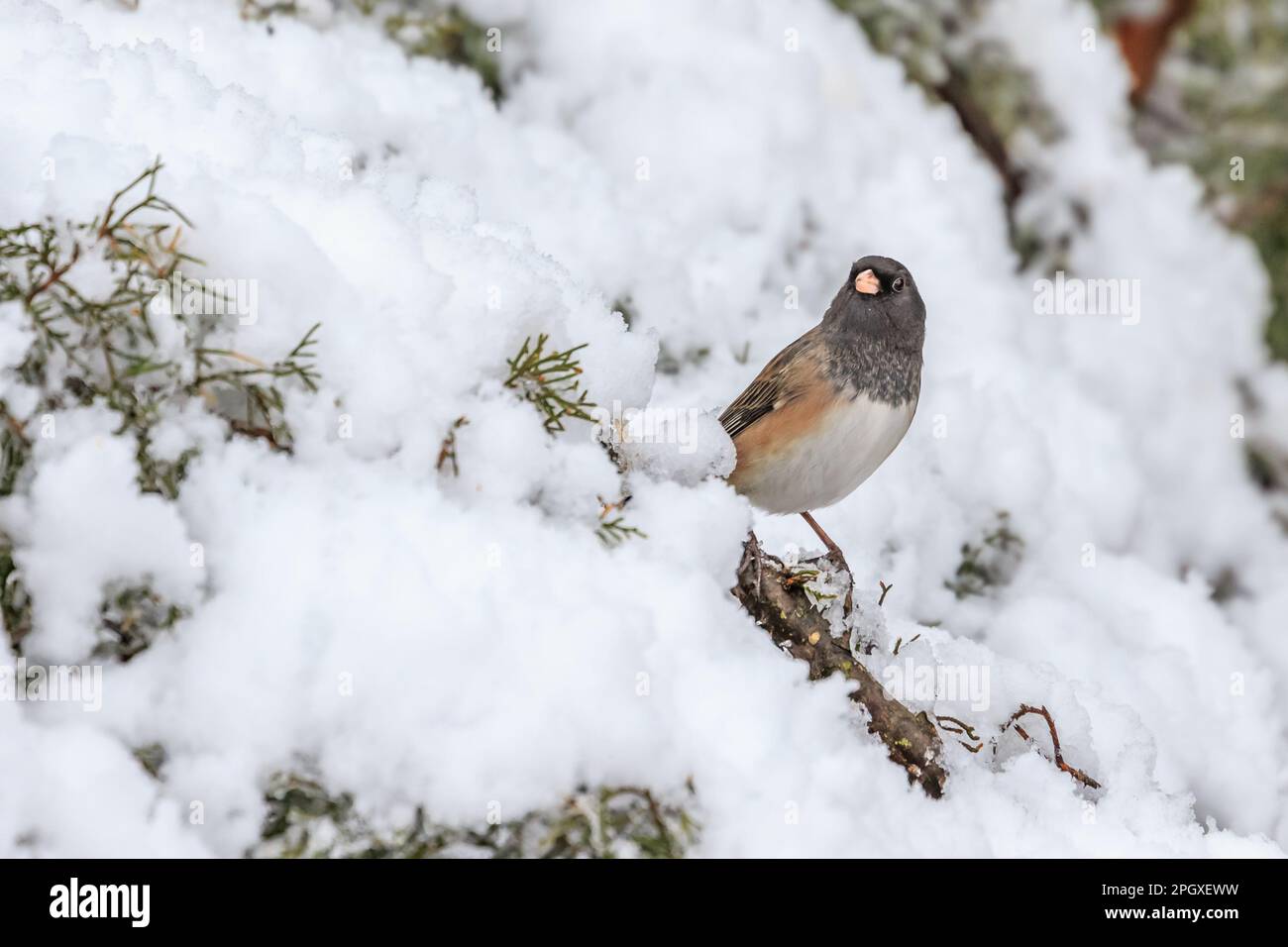 Dunkeläugige Junco - weibliche/unreife Oregon-Unterart - (Junco hyemalis mearnsi) in einem verschneiten Baum Stockfoto