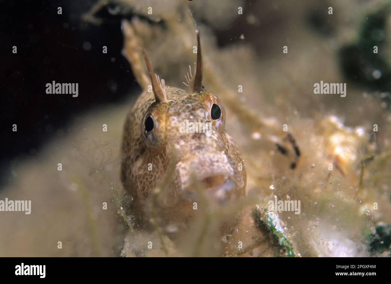 Tentakel Blenny, Bavosa cornuta. Alghero, Capo Caccia, Sardinien, Italien Stockfoto