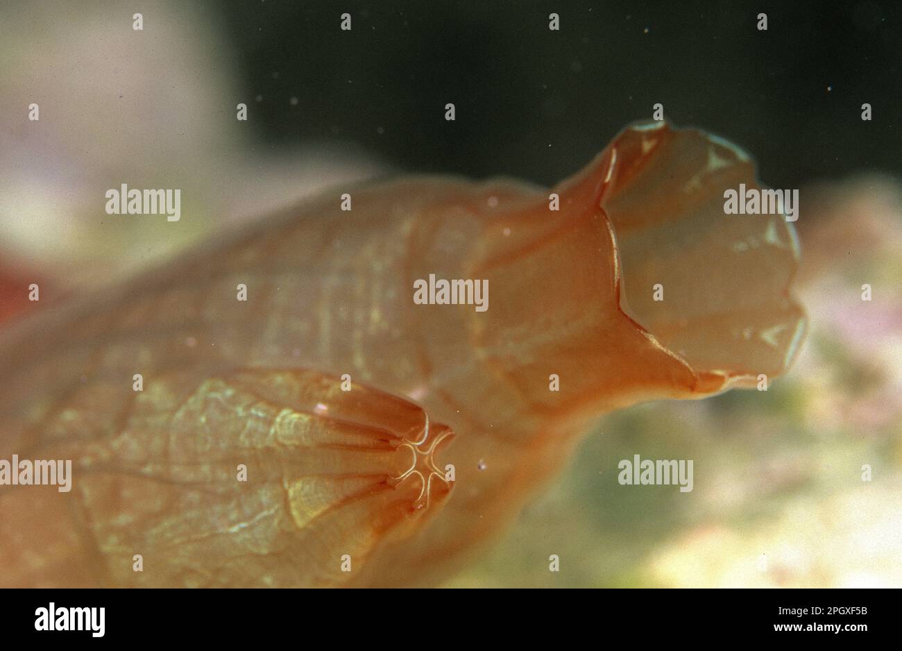 Meeres-​​squirt-Detail der Siphone (Ascidia mentula). Stockfoto