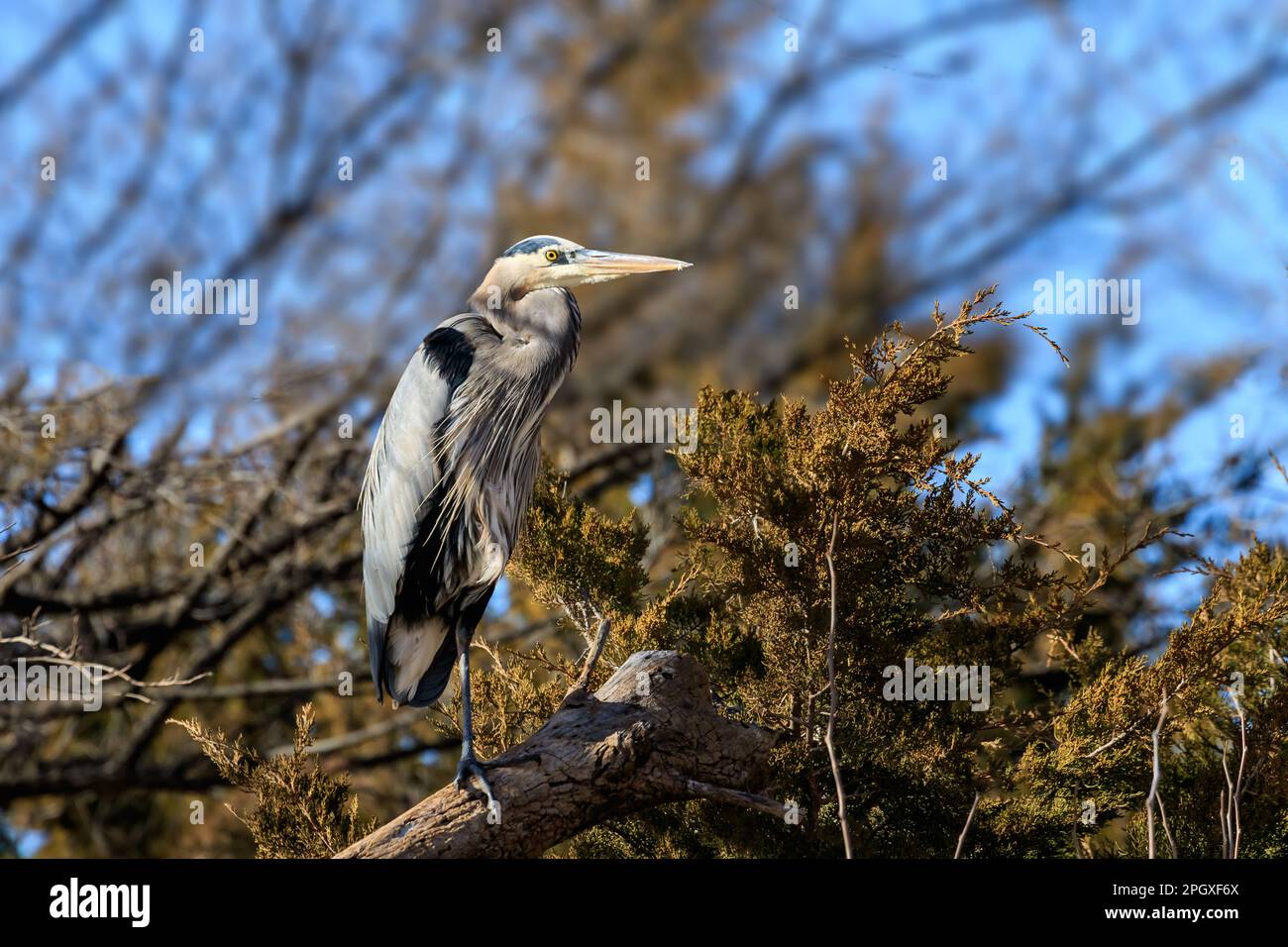 Ein großer blauer Reiher in einem Baum Stockfoto