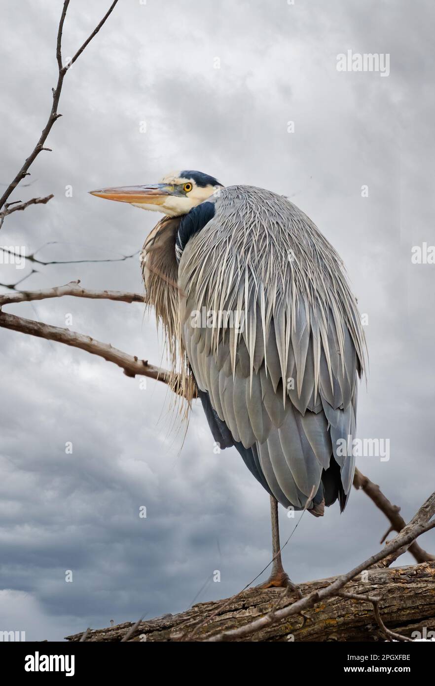 Ein großer blauer Reiher in einem Baum Stockfoto