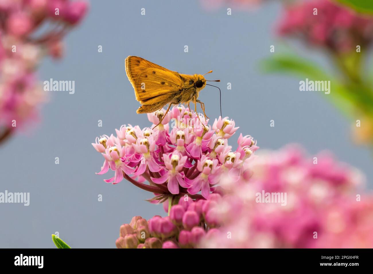 Ein feuriger Skipper, der auf einer Sumpfmilchkraut-Blume bestäubt. Seitenprofil mit Flügeldetail, Nahtansicht. Stockfoto