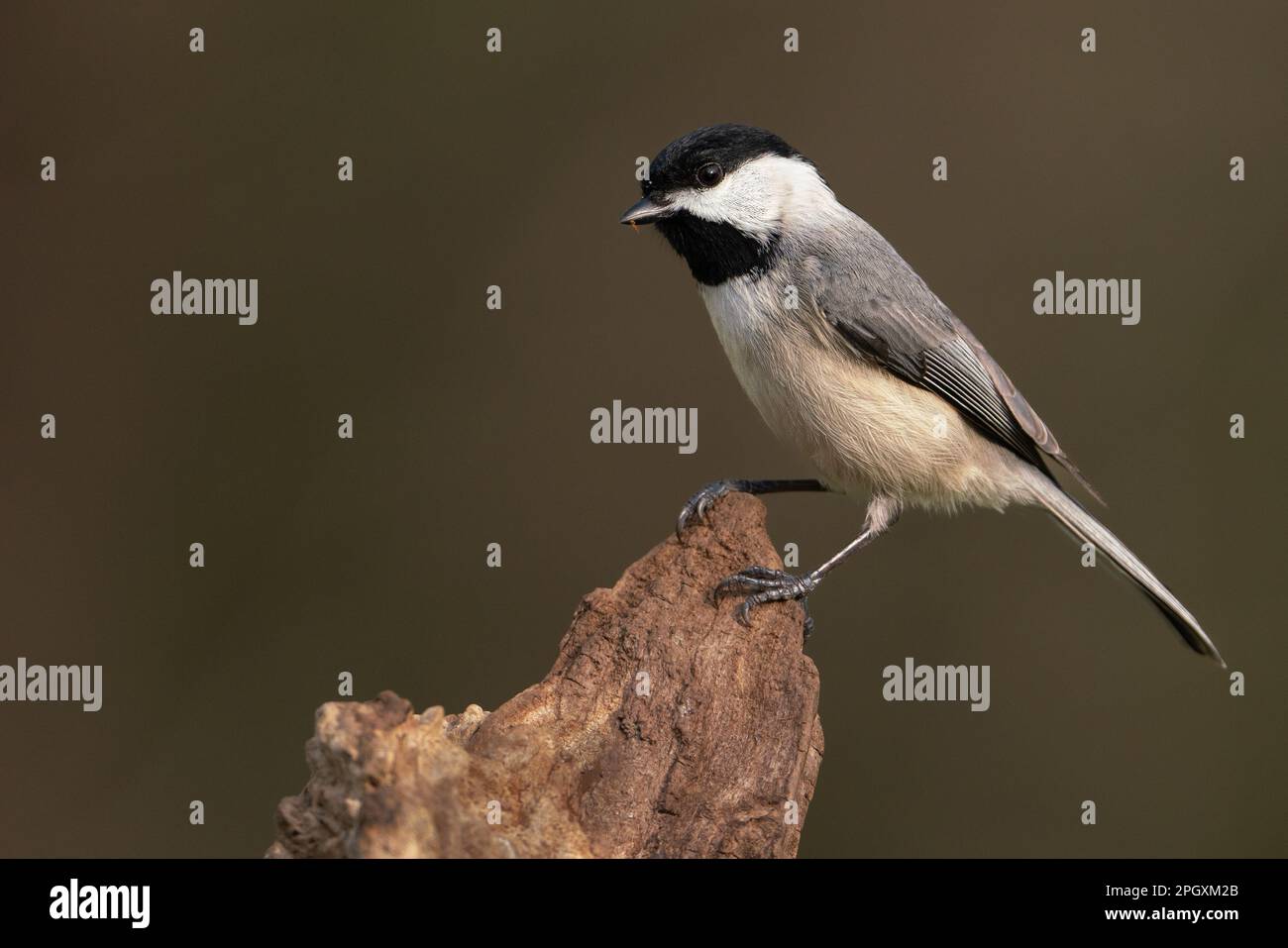 Eine Carolina Chickadee auf einem Stumpf Stockfoto