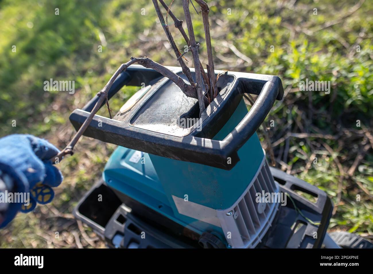 Die Hand des Gärtners hält den Ast bei der Arbeit mit dem Gartenzerkleinerer. Frühjahrsgärtnerei. Konzept der Gartenarbeit im Frühjahr Stockfoto