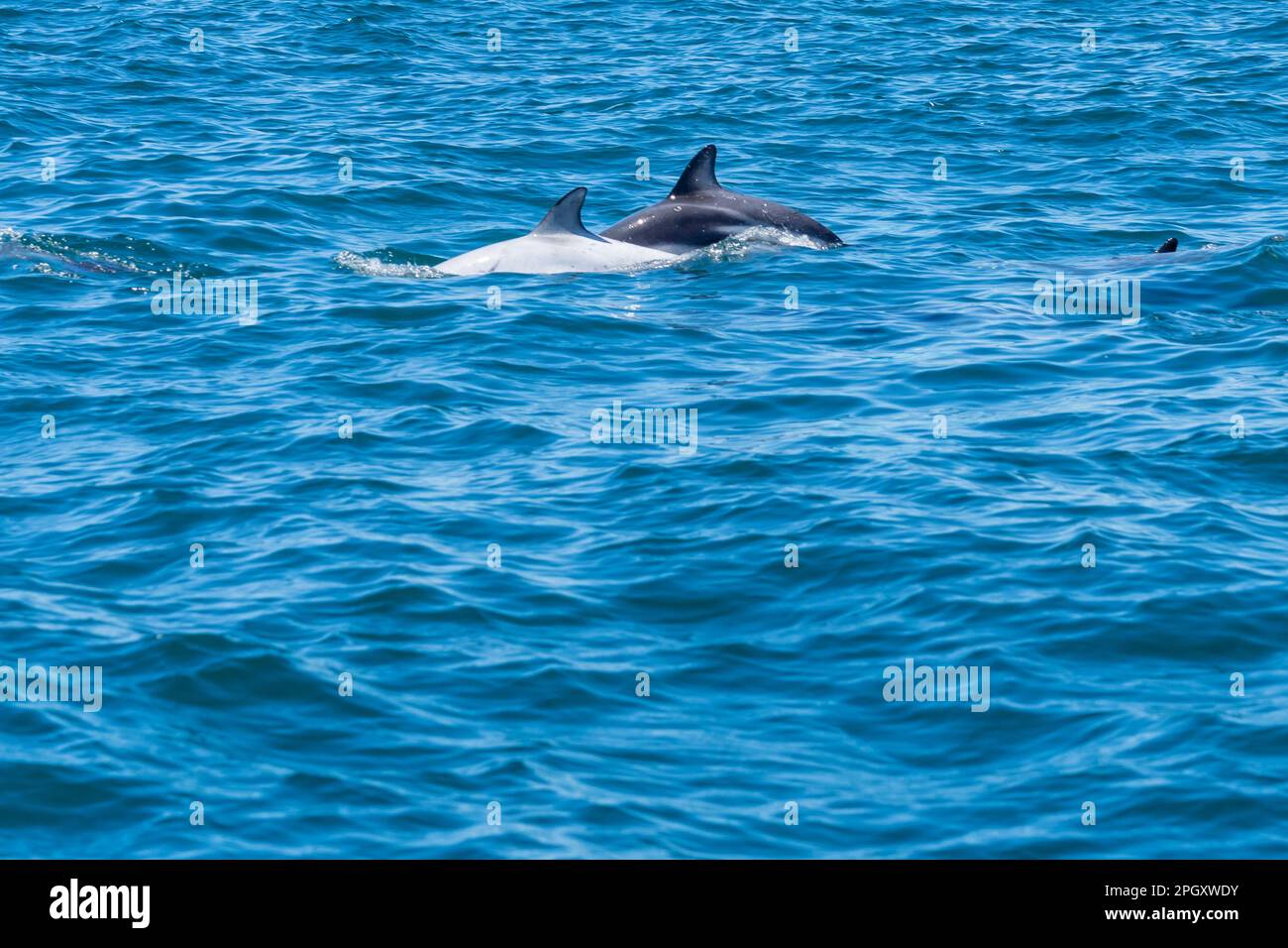 Ein weißer Delfin und ein Dusky-Delfin (Lagenorhynchus obscurus) tauchen zusammen im blauen Wasser auf, Halbinsel Valdes, Argentinien. Stockfoto