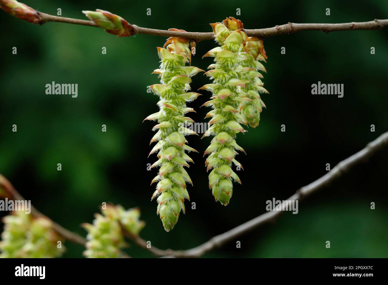 Carpinus betulus männliche Blütezeit eines Hornbalkens vor unscharfem grünen Hintergrund Stockfoto