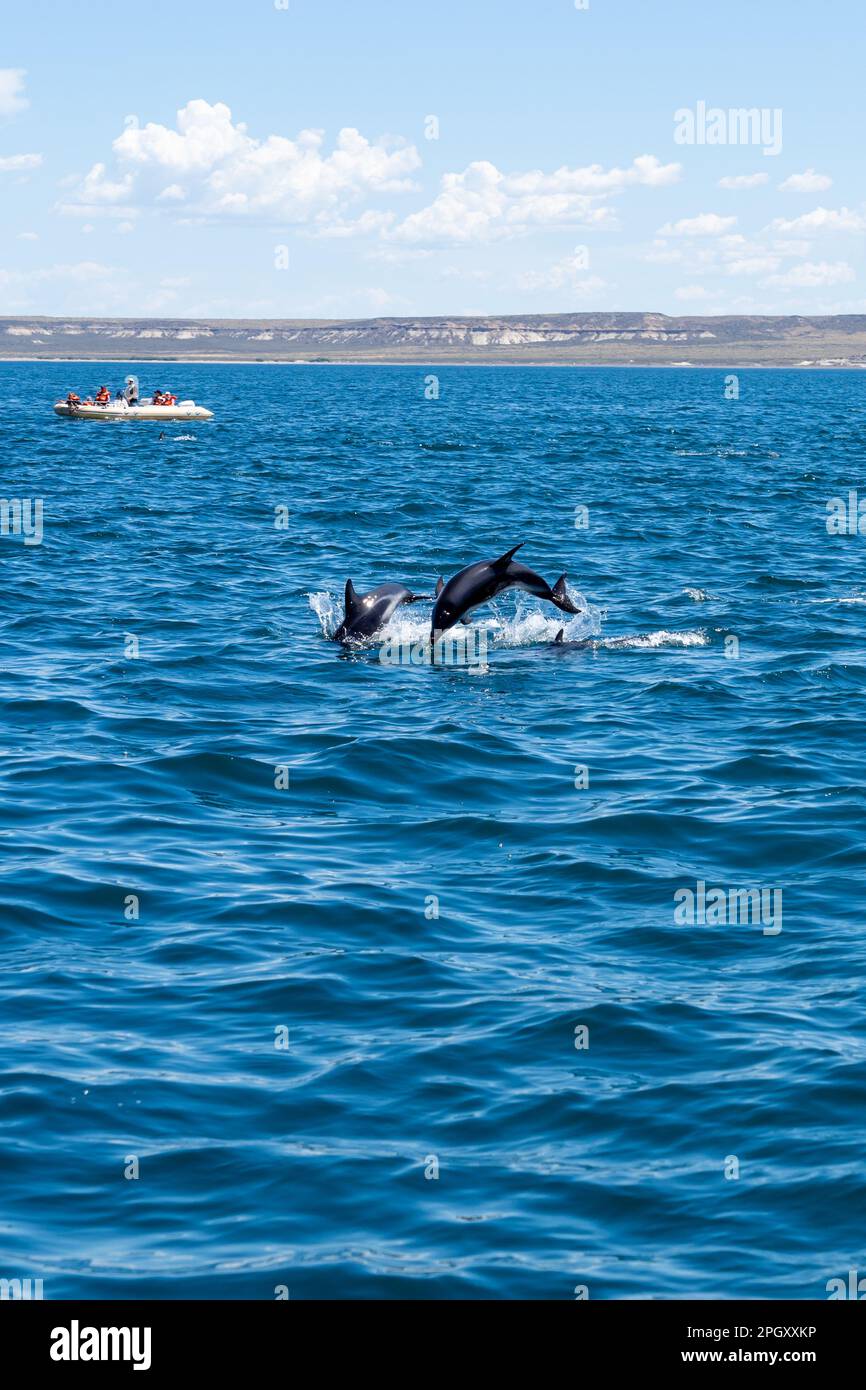 Halbinsel Valdes, Argentinien - 19. Januar 2023: Düstere Delfine, die mit einem Tourboot über das blaue Wasser springen, Halbinsel Valdes, Argentinien. Stockfoto