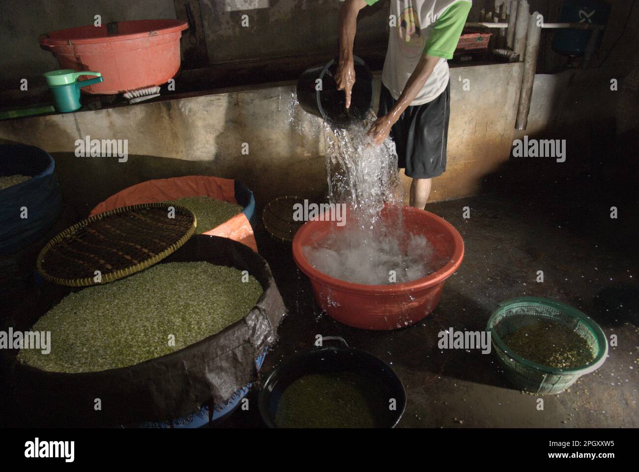 Ein Arbeiter gießt Mungbohnen auf einer Bohnenkeimfarm in Jakarta, Indonesien. Mungbohnensprossen sind in Ost- und Südostasien ein beliebtes Gemüseartikel. Mungbohnen (Vigna radiata) können leicht gekeimt werden, indem sie in den Schatten gestellt und bis zur Keimung bewässert werden, wobei nur eine gleichmäßige Wasserversorgung erforderlich ist. Um den Vorschriften der Regierung zu entsprechen, hat die Farm ein System aufgebaut, in dem das Abwasser wieder in den Boden einsickert. Jakarta hat unter Bodensenkungen gelitten, und Wissenschaftler haben die übermäßige Grundwassergewinnung als eine der Hauptursachen genannt. Stockfoto