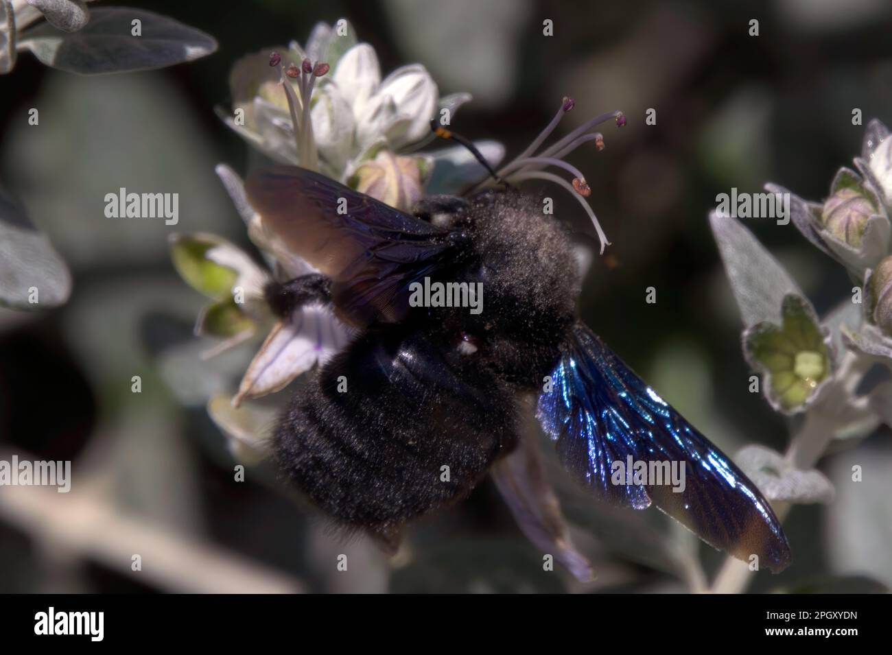 Xylocopa violacea oder violette Zimmermannsbiene, Nahaufnahme Stockfoto