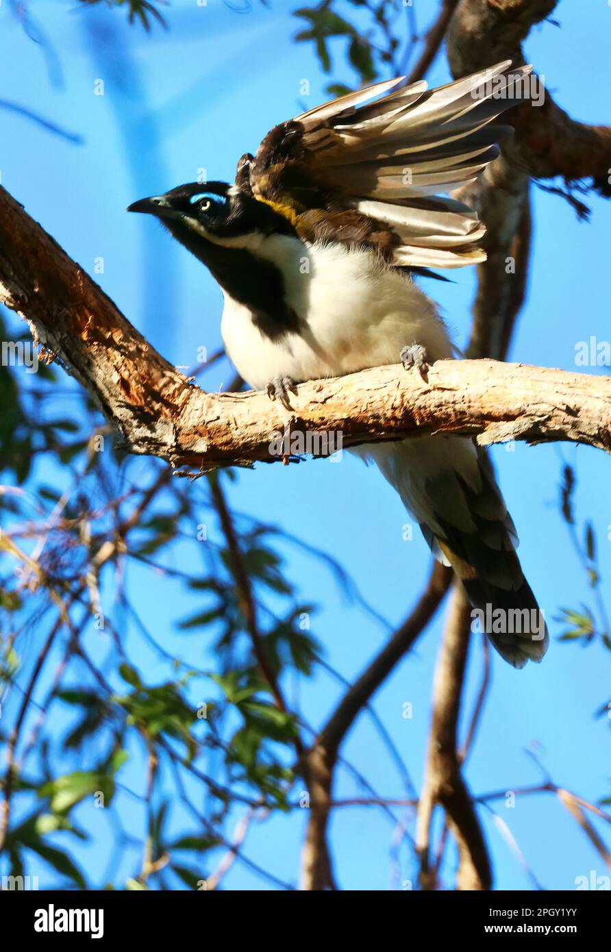 Wunderschöne Bilder von Tieren rund um die Rothwell Feuchtgebiete, wilde Vögel, die Vogelzeug machen. Stockfoto