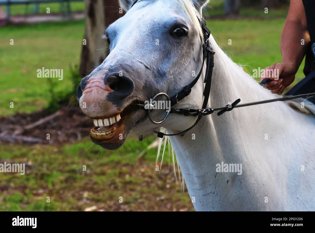 Wunderschöne Bilder von Tieren rund um die Rothwell Feuchtgebiete und dieses lustige, reizende weiße Pferd. Stockfoto