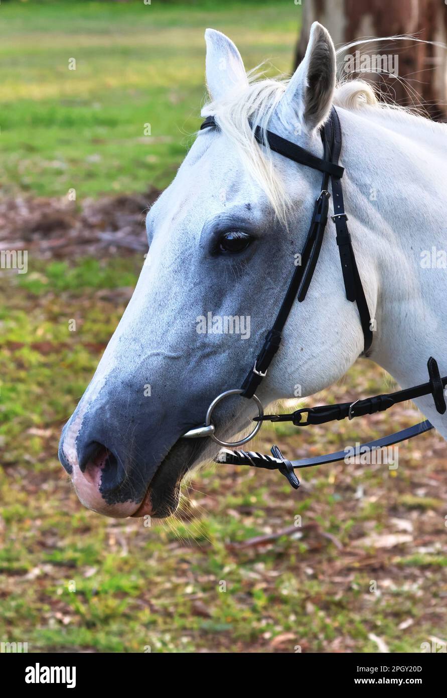 Wunderschöne Bilder von Tieren rund um die Rothwell Feuchtgebiete und dieses lustige, reizende weiße Pferd. Stockfoto