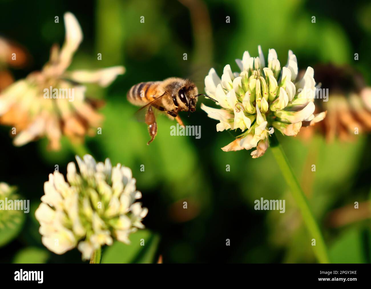 Foto von Insektenleben draußen in der Natur, Bienen bestäuben aus nächster Nähe in Makro, Stockfoto