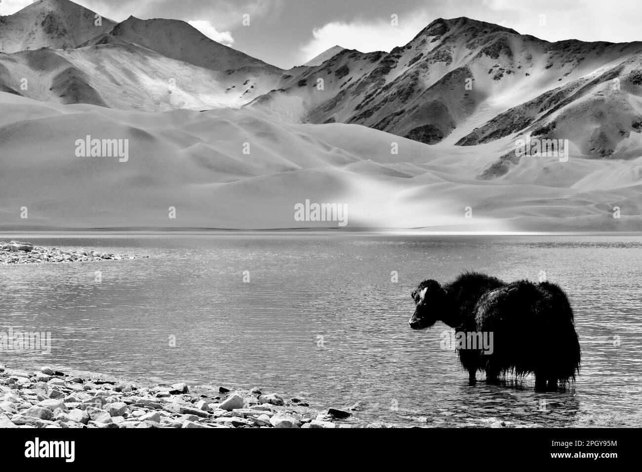 Yaks waten und trinken in Baisha Lake, Pamir Plateau, Xinjiang Stockfoto