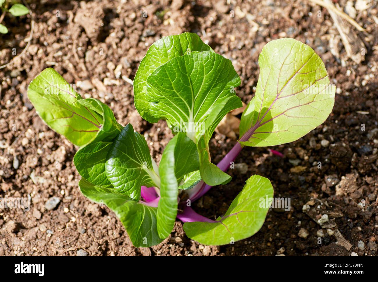 Organischer Obstgarten in einem Garten Stockfoto