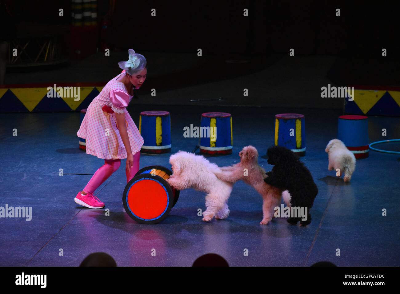 Hunde-Show. Orientalischer Zirkus. Taman-Safari. Prigen. Ost-Java. Indonesien. Stockfoto