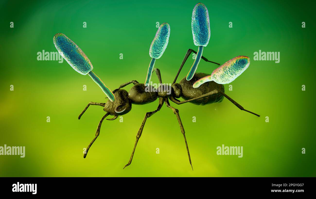 Cordyceps parasitische Pilze wachsen auf Ameise, Illustration Stockfoto