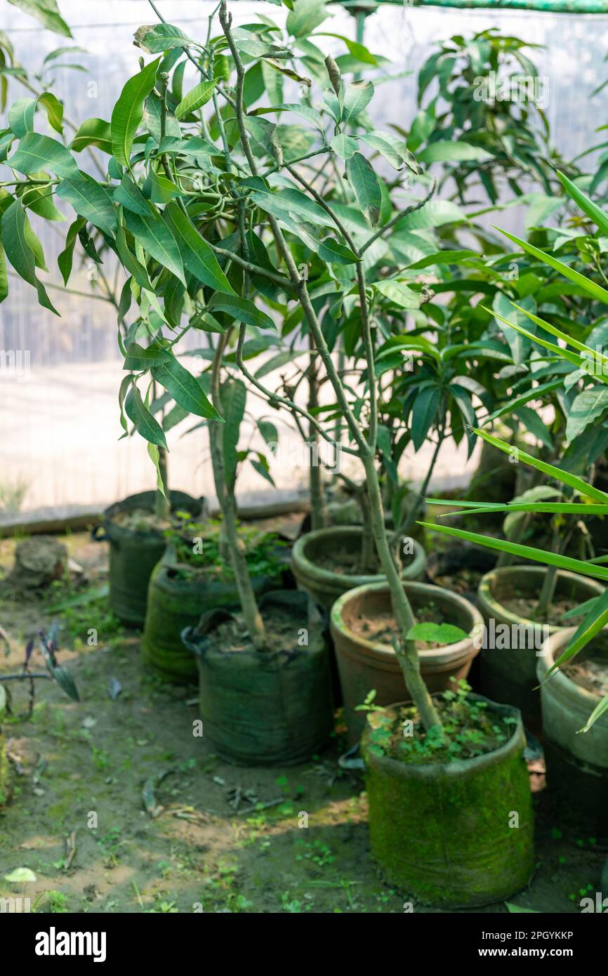 Mangoblätter in großen Tontöpfen und Knurrsäcken Stockfoto