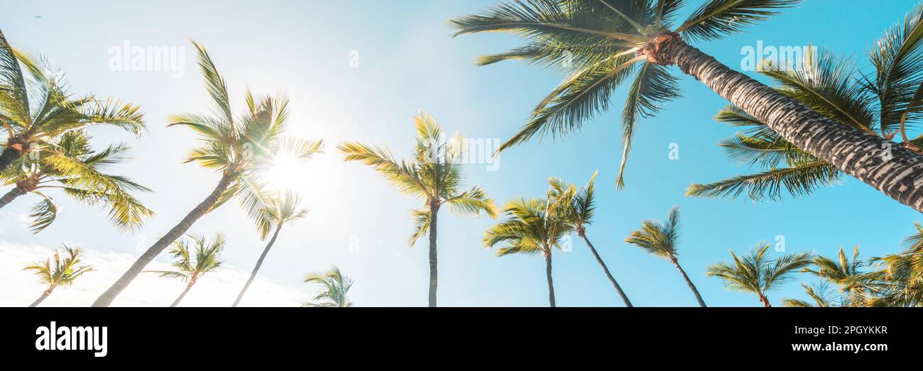 Sommerstrand im Hintergrund Palmen vor blauem Himmelsbanner Panorama, tropisches karibisches Reiseziel Stockfoto