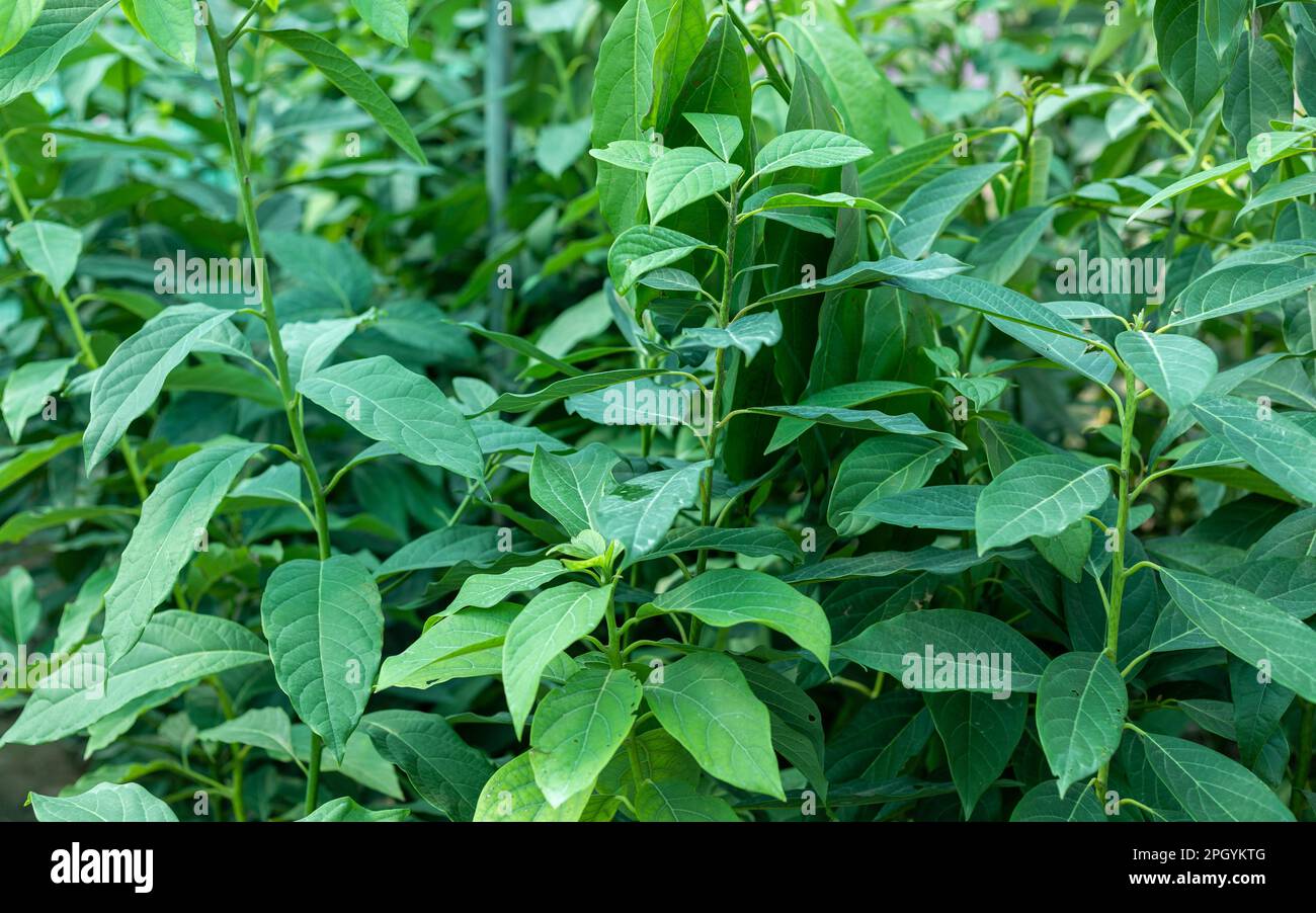 Avocado saison -Fotos und -Bildmaterial in hoher Auflösung – Alamy