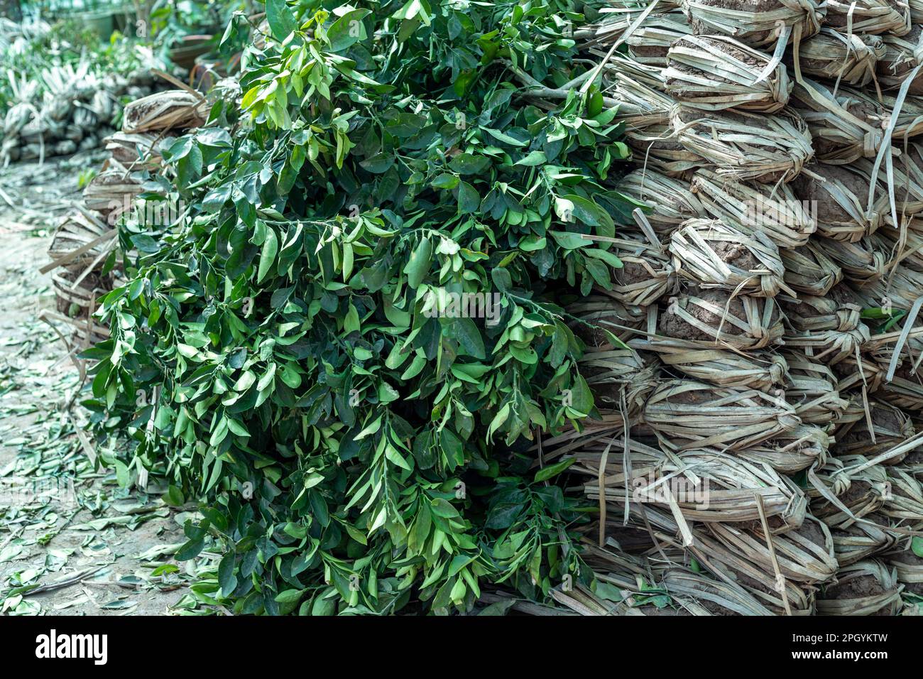 Zitronensämmerlinge werden im Gartencenter gehäuft Stockfoto