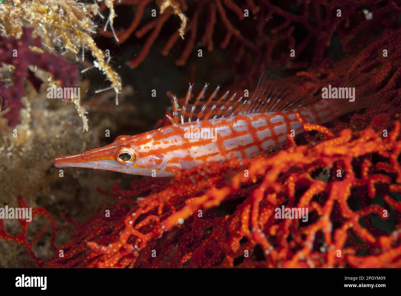 Longnose Coral Guard, Longnose Tufted Perch, Longnose Tufted Perch, Longnose Tufted Perch, Longnose Bushy Perch Stockfoto