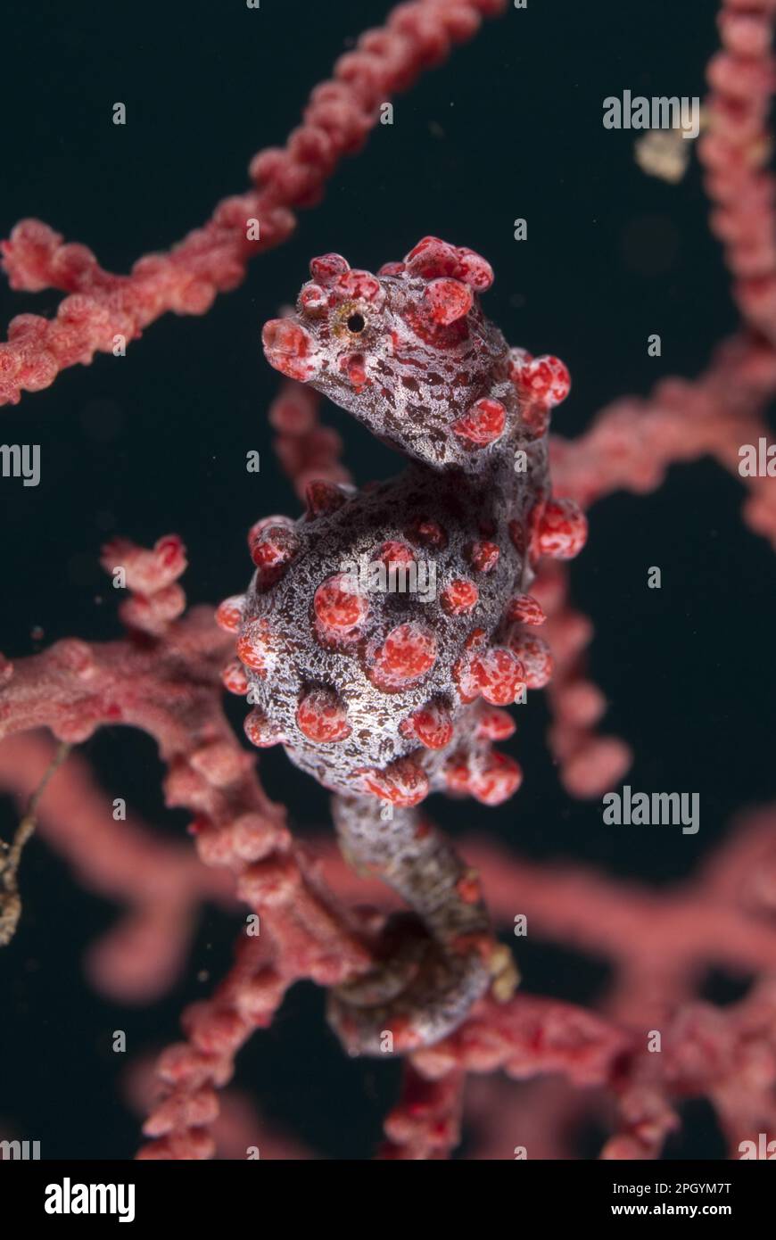 Zwergseepferdchen (Hippocampus bargibanti), Barbigant Seepferdchen, Needlefische, Tiere, andere Tiere, Fisch, Pygmy Seepferdchen ausgewachsen, Klammern sich an den Seefan Stockfoto