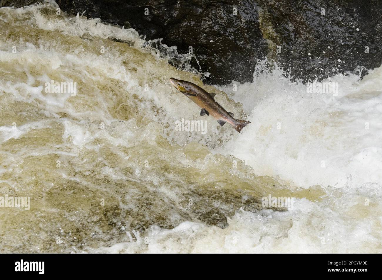 Ausgewachsener atlantischer Lachs (Salmo Salar) springt den Wasserfall hinauf, geht flussaufwärts zur Laichstelle, Buchanty-Auslauf, Fluss Almond, Perth und Kinross Stockfoto