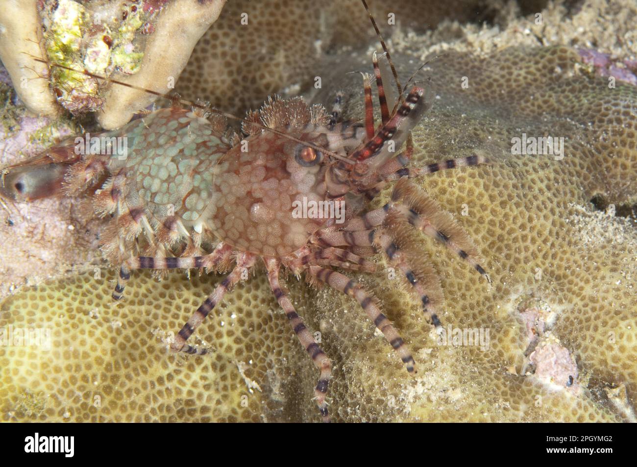 Gemeine Marmorgarnele, gemeine Marmorgarnele (Saron marmoratus), Garnelen, Garnelen, andere Tiere, Krebstiere, Tiere, Marmorgarnelen, Erwachsener, Nacht Stockfoto