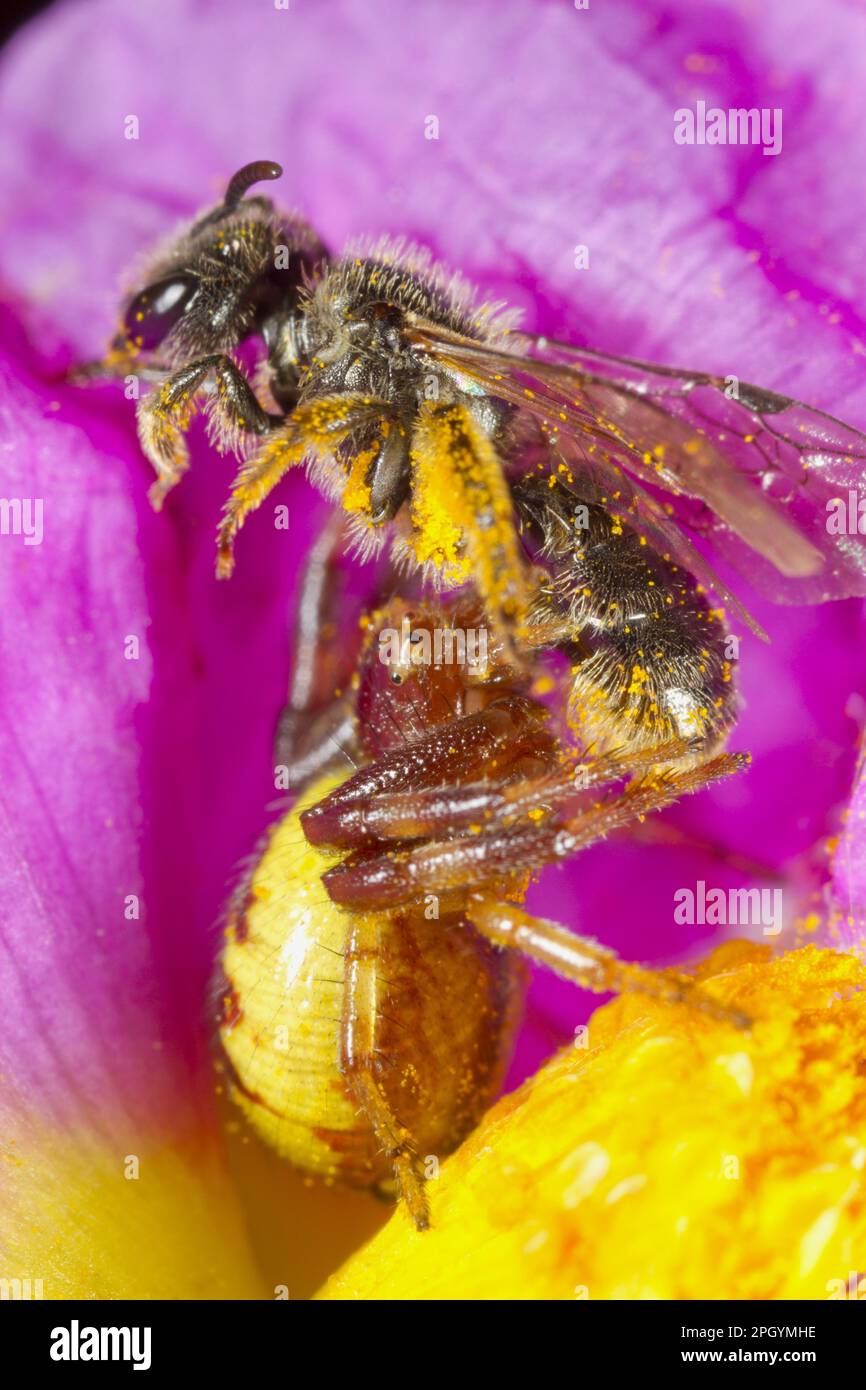 Napoleon Krabbenspinne (Synema globosum), weiblich, gefüttert von Solitärbiene (Lasioglossum sp.) Beute, in graublättriger Zistusblüte (Cistus albidus) Stockfoto