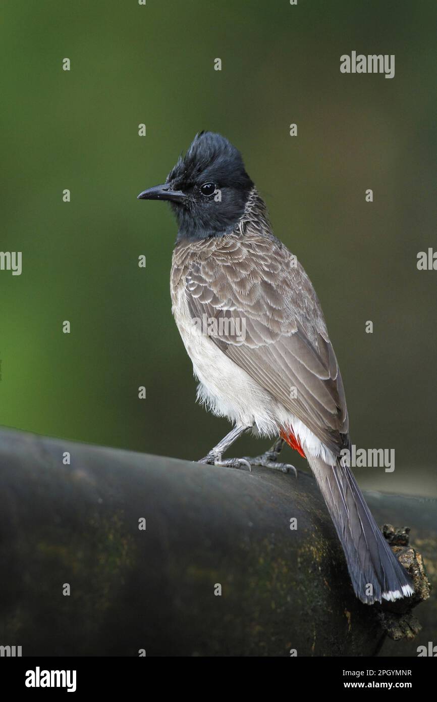 Rotbelüfteter Bulbul (Pycnonotus cafer cafer), Erwachsener, hoch oben auf einem Zweig im Tiefland-Regenwald, Siharaja Forest Reserve, Sri Lanka Stockfoto