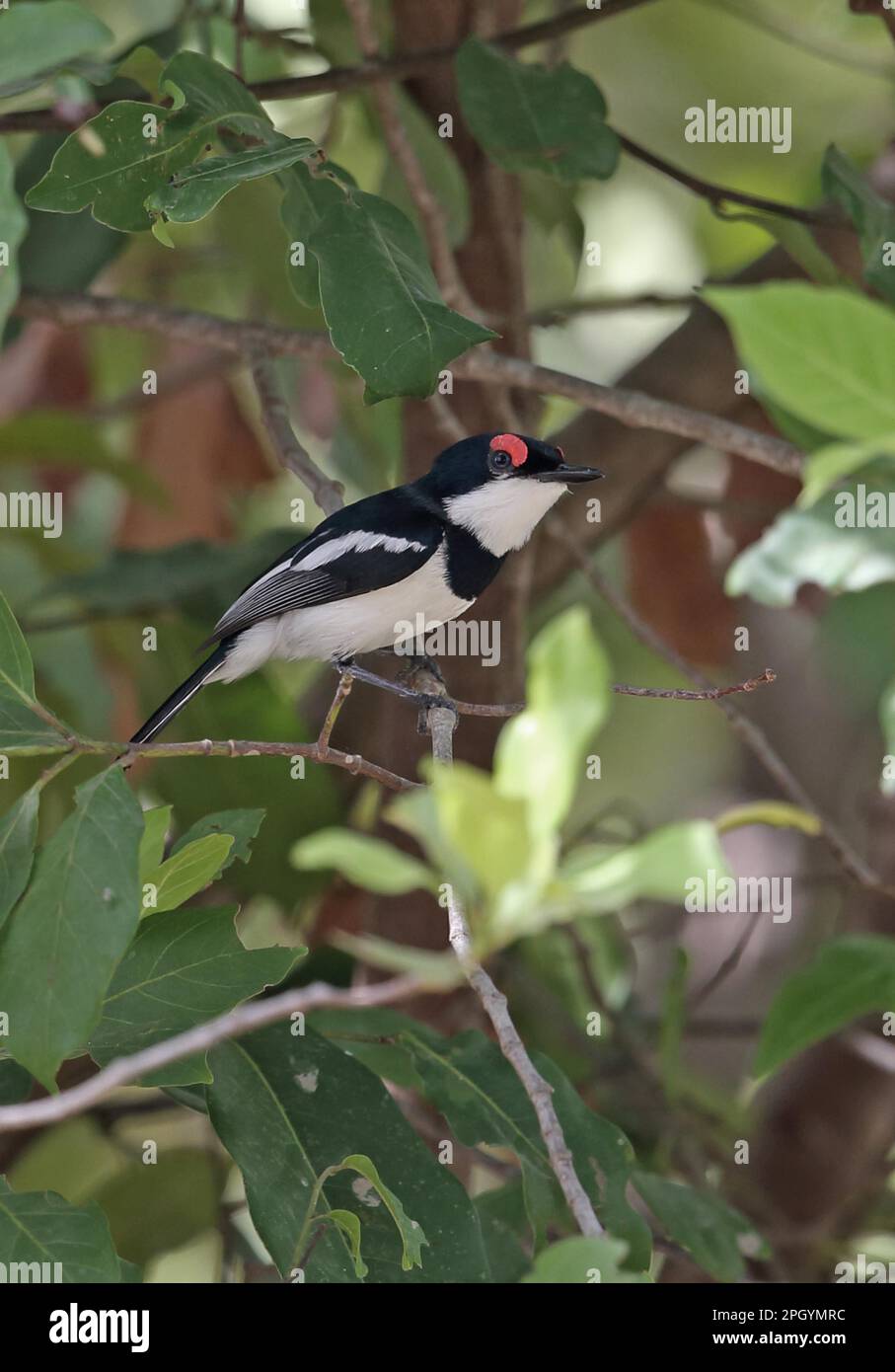 Brauner Klavierauge (Platysteira cyanea cyanea), männlich, hoch oben auf dem Zweig, Maulwurf N. P. Ghana Stockfoto