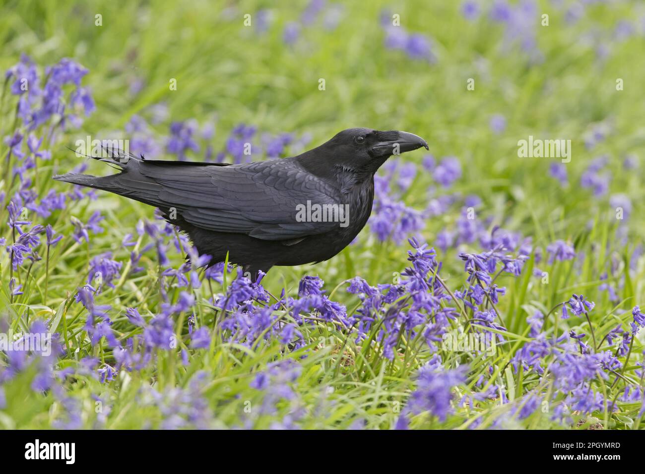 Gemeiner Rabe (Corvus corax), Erwachsener, zwischen der Blauen Glatze (Hyacinthoides non-scripta), Suffolk, England, Mai (in Gefangenschaft) Stockfoto