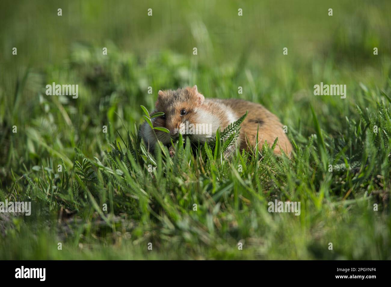 Europäischer Hamster (Cricetus cricetus), Erwachsener, Wien, Österreich Stockfoto