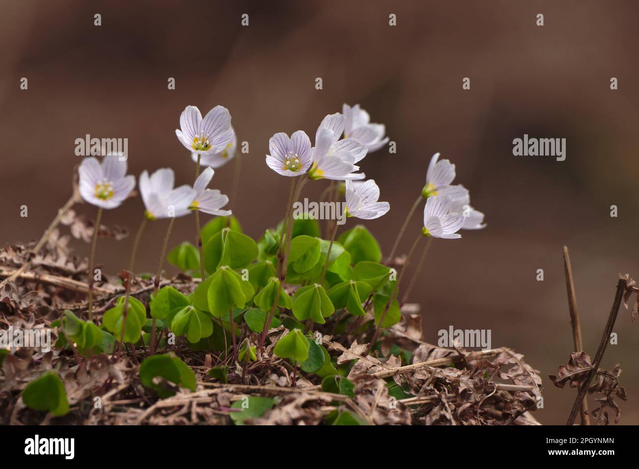 Gemeinsamen Sauerklee (Oxalis Acetosella) Stockfoto