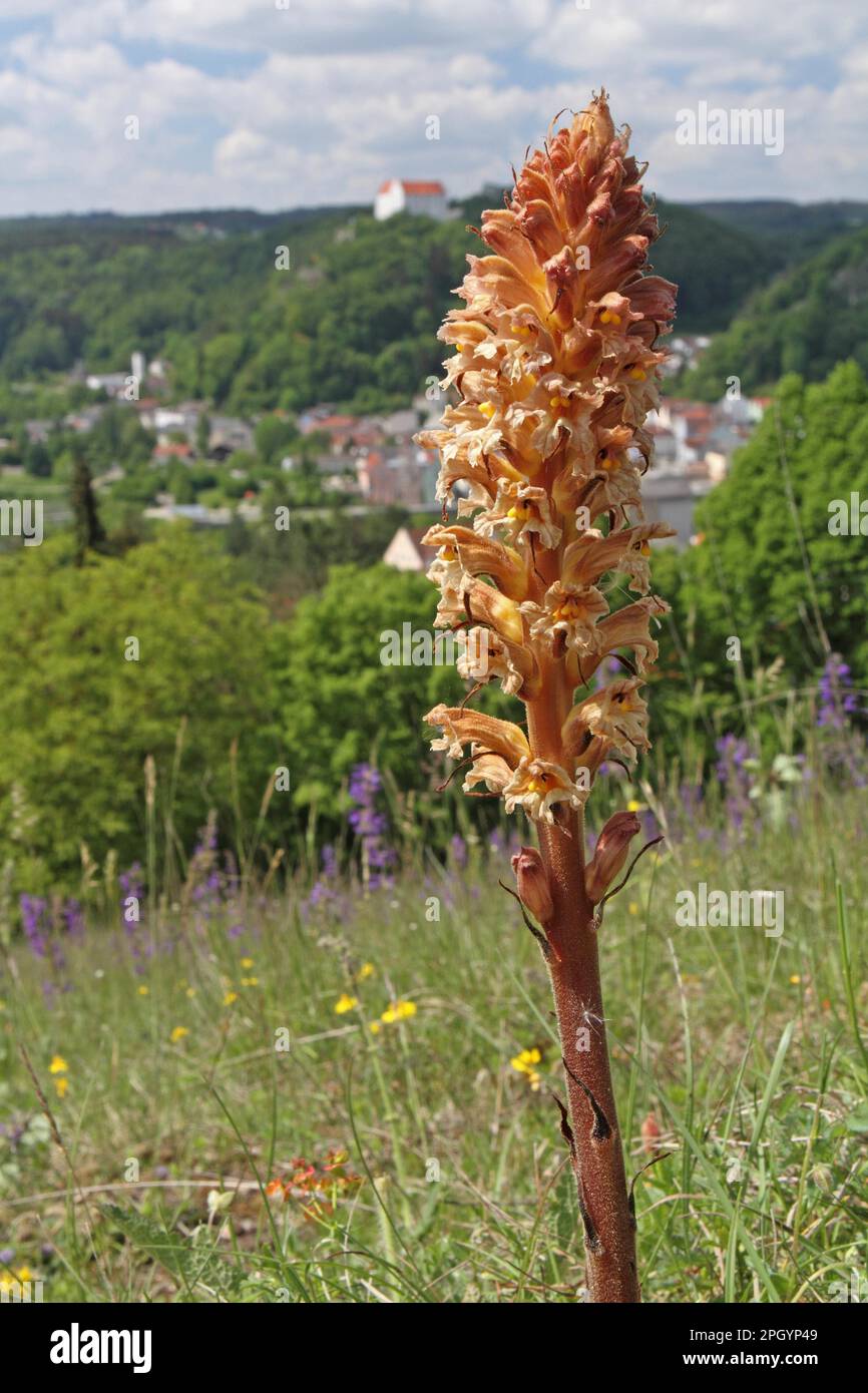 Große Sommermaische Stockfoto