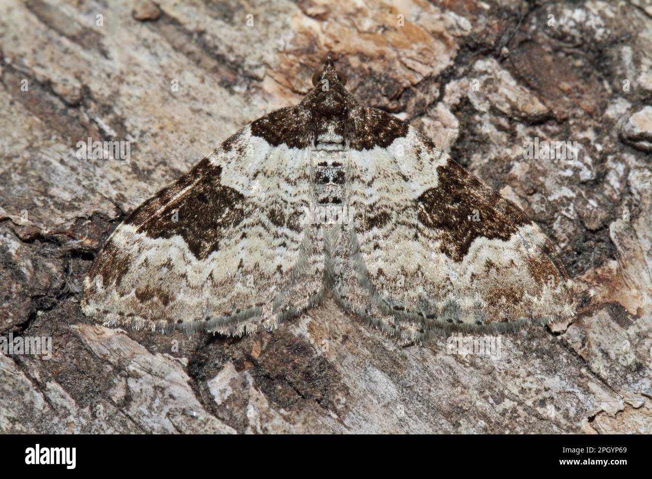 Gartenblatt-Peeper Stockfoto