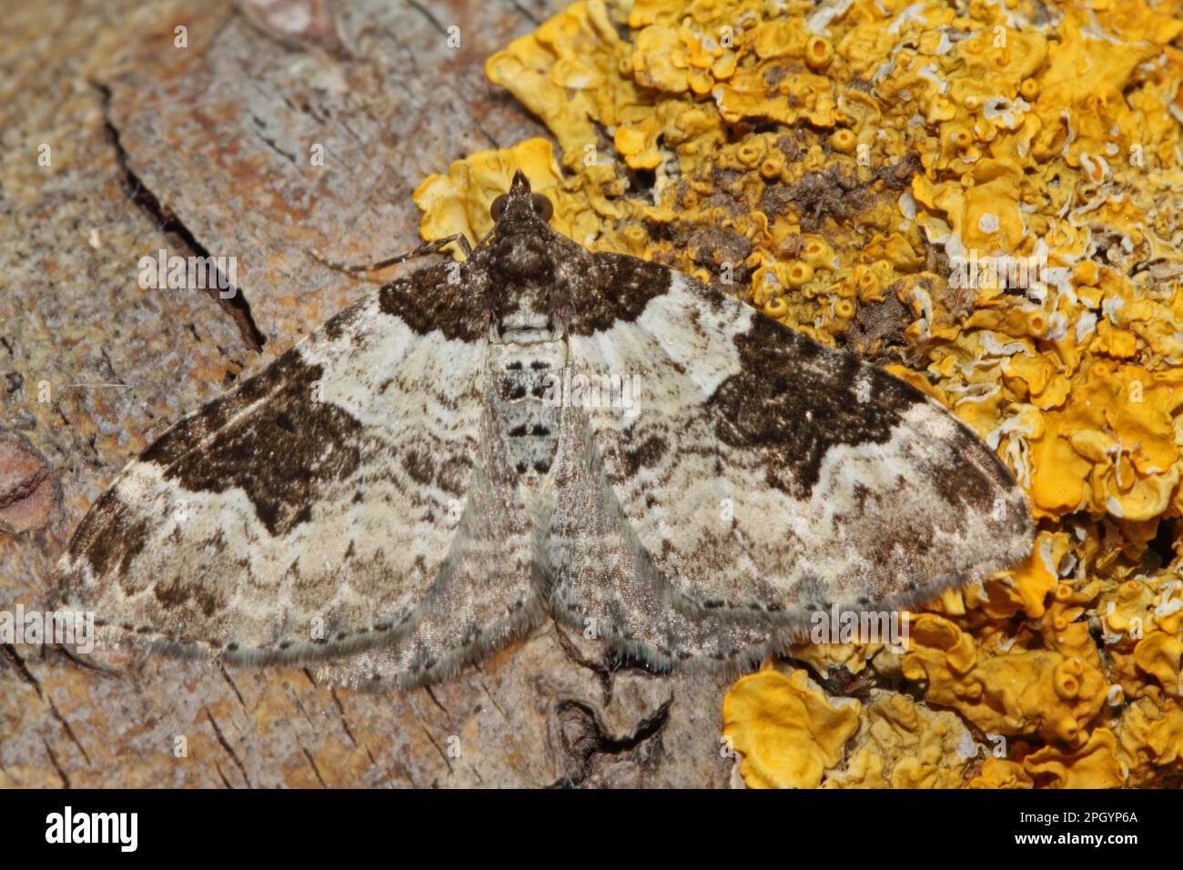 Gartenblatt-Peeper Stockfoto