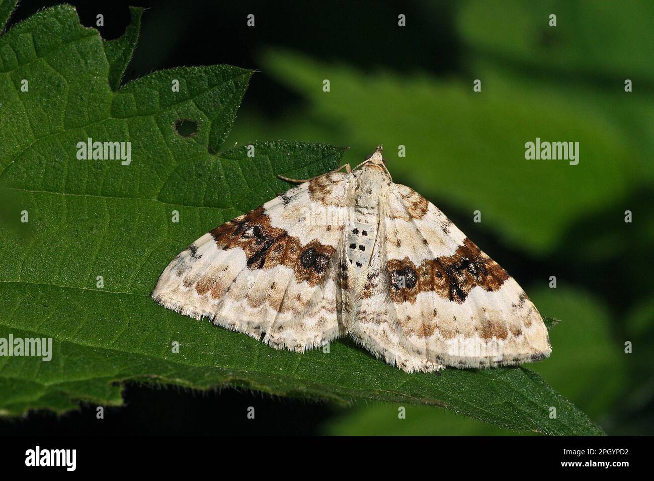 Schwarze Blattmotte Stockfoto