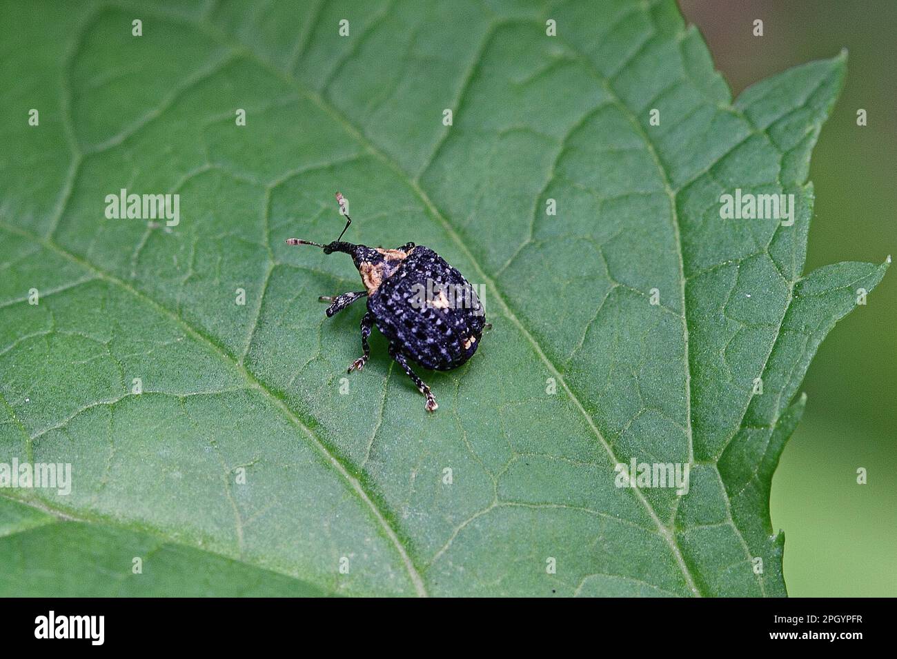 Dunkelbrauner Wurzelschaber Stockfoto