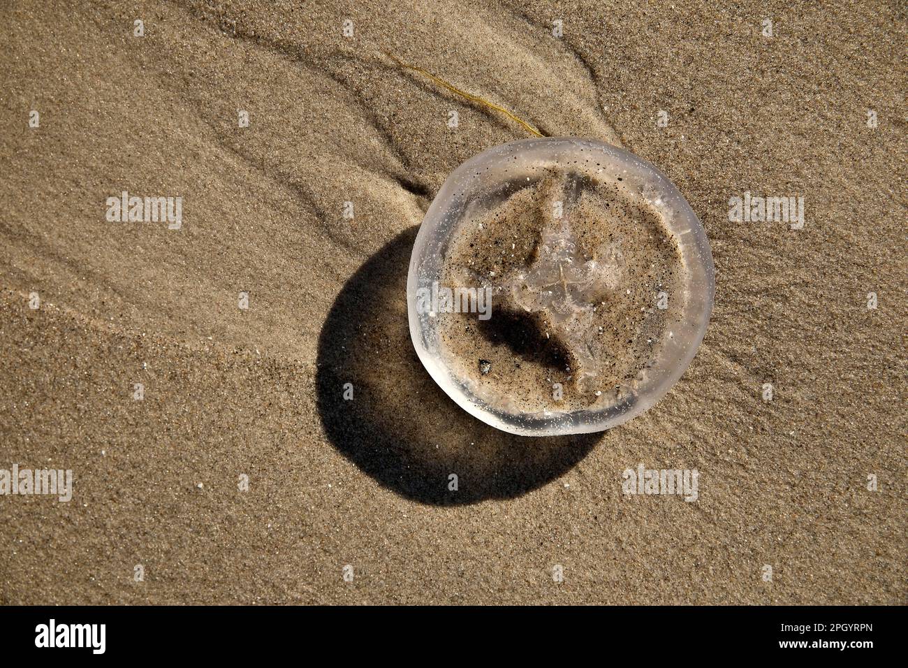 Quallen (Medusa) am Strand, Skagen, Nordsee, Dänemark Stockfoto