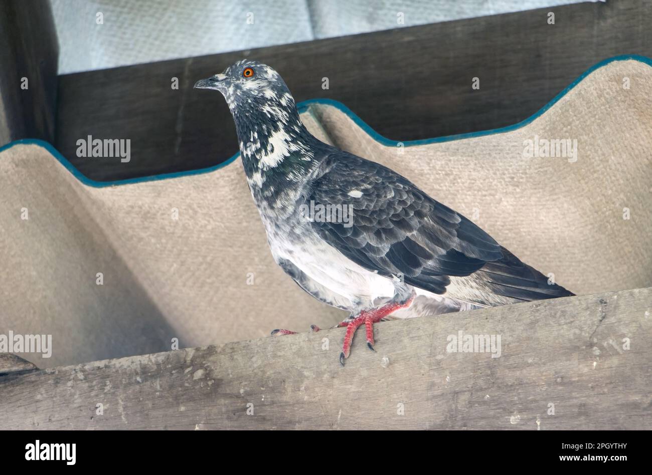 Die Taube sitzt unter dem Dach und schaut in die Kamera Stockfoto