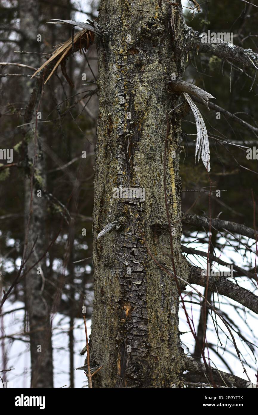 Mossy Pine Stump, 01 Stockfoto