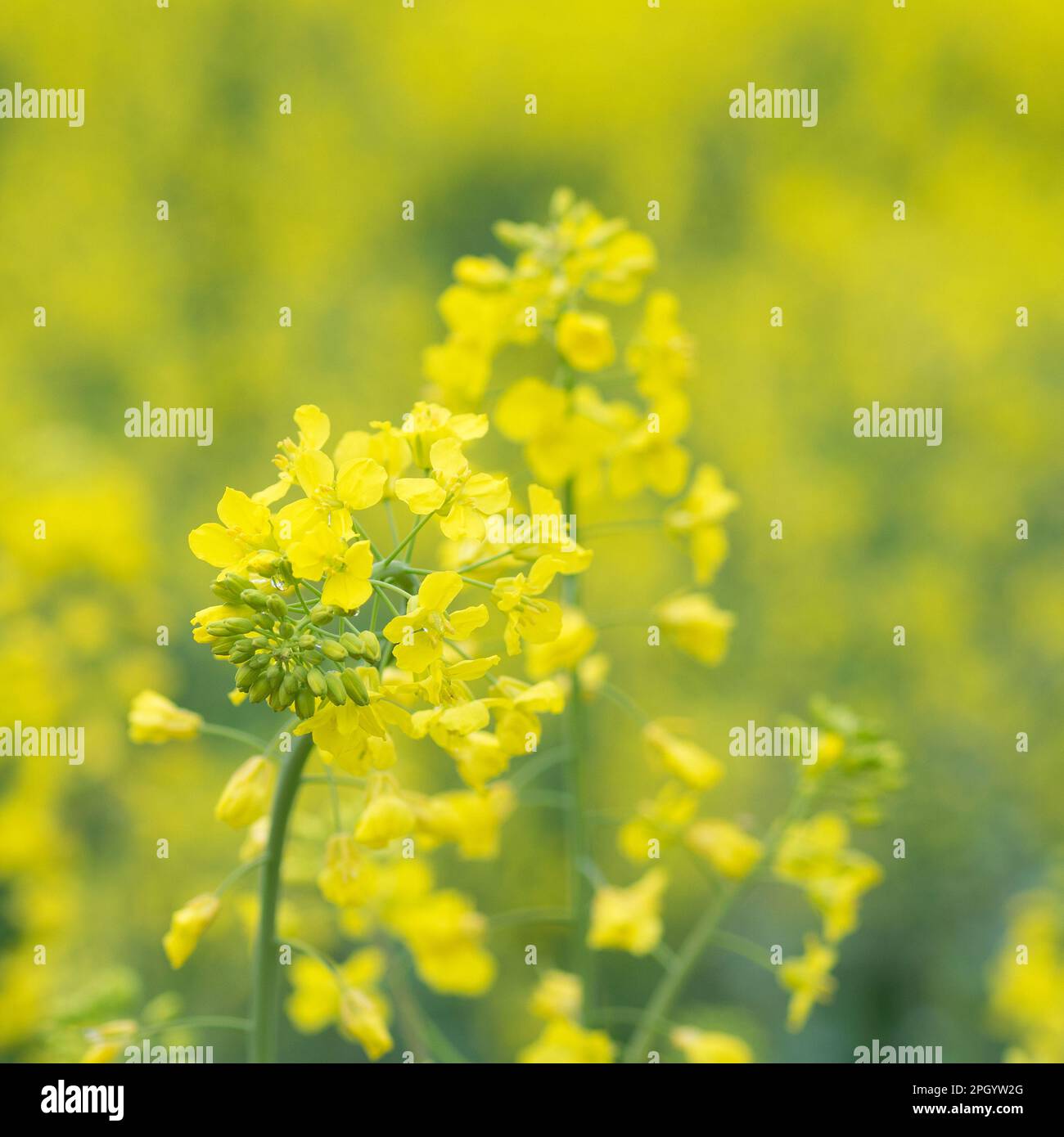 Wunderschöne Canola-Blumen mit Morgentau, Frühlingshintergrund Stockfoto