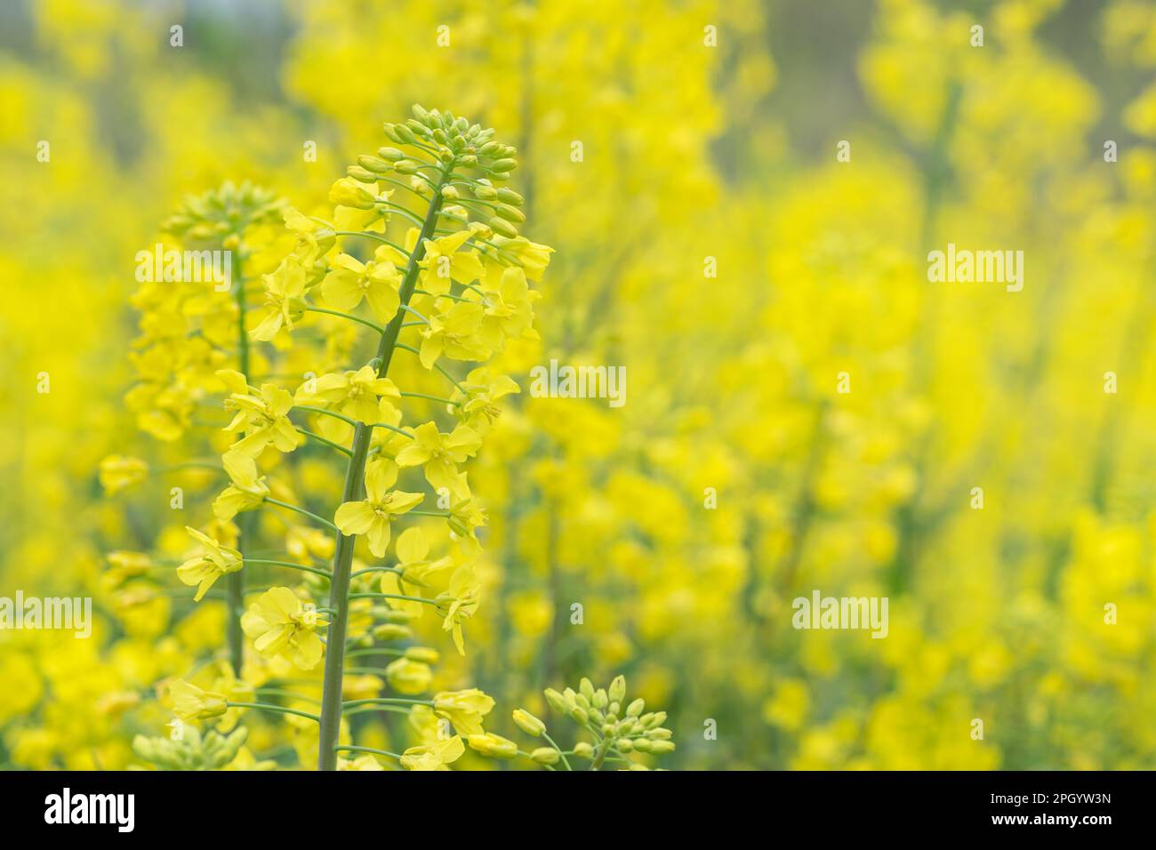 Wunderschöne Canola-Blumen mit Morgentau, Frühlingshintergrund Stockfoto