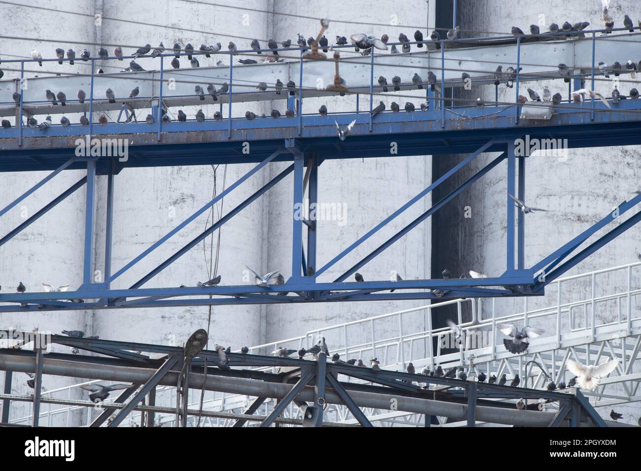 Viele Tauben sitzen in der ukrainischen Stadt Dnipro in der Ölproduktion von Sonnenblumen Stockfoto