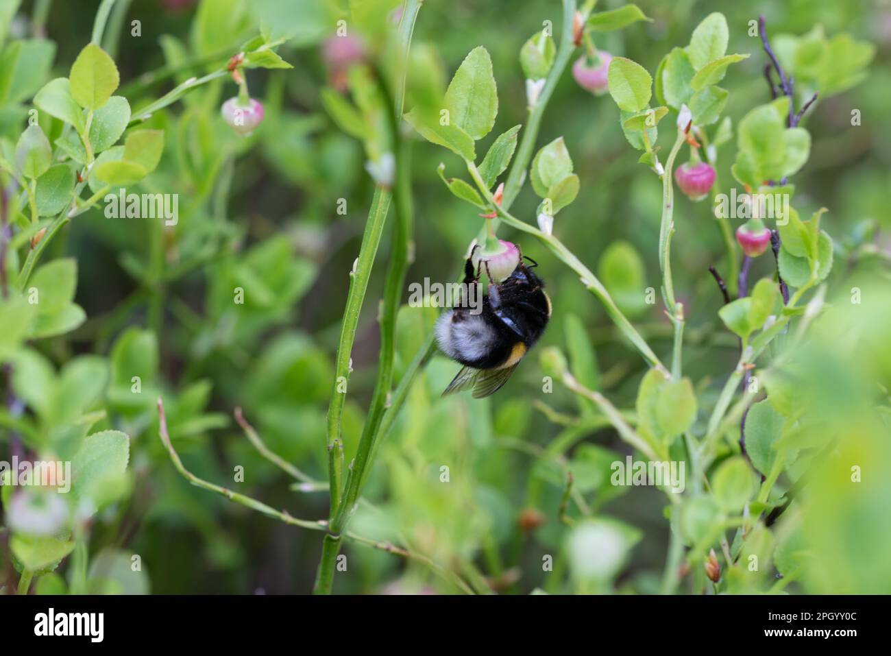 Hummeln bestäuben Heidelbeerblüten. Buzz-Bestäubung Stockfoto