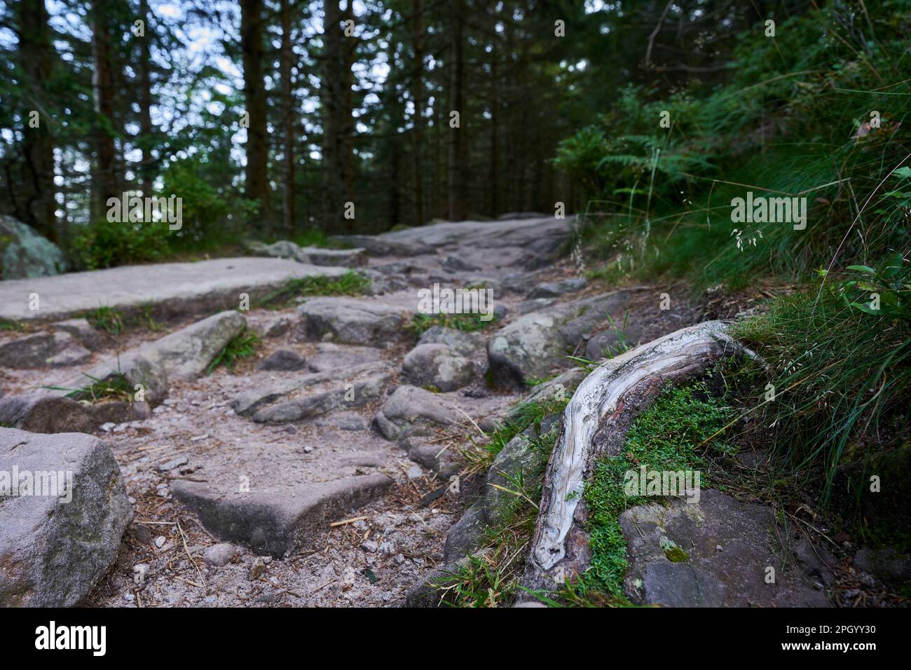 Wunderschöne Wurzeln auf einem Wanderweg im nördlichen Schwarzwald. Umgeben von dunklen Bäumen. Weitwinkel. Deutschland, Hornisgrinde. Stockfoto