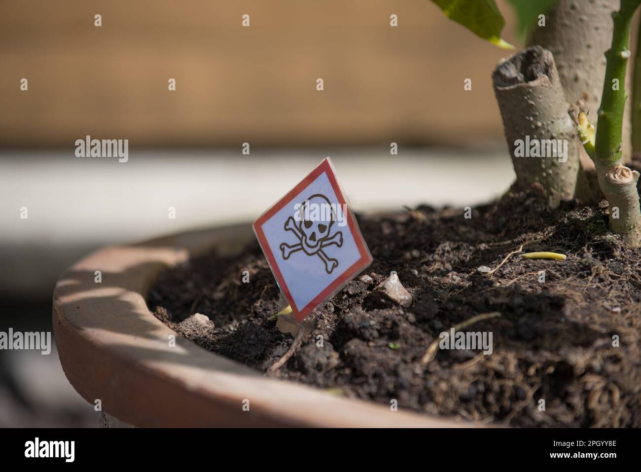 Giftpflanze im Terrakotta-Topf Stockfoto